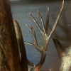 Hunting trophy of an American mule deer