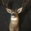 Hunting trophy of an American mule deer