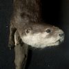 Mounted Asian claw otter