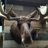 Big stuffed head of a Canadian moose.