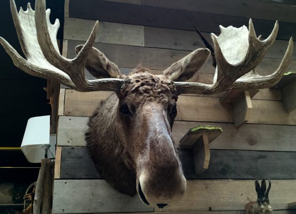 Big stuffed head of a Canadian moose.