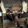 Big stuffed head of a Canadian moose.