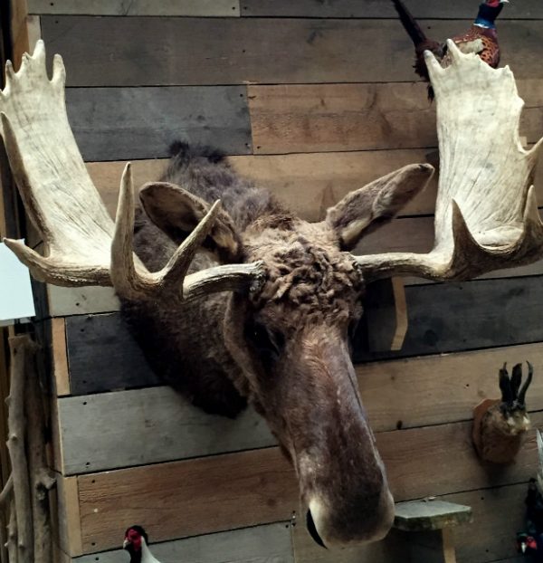 Big stuffed head of a Canadian moose.