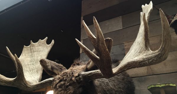 Big stuffed head of a Canadian moose.