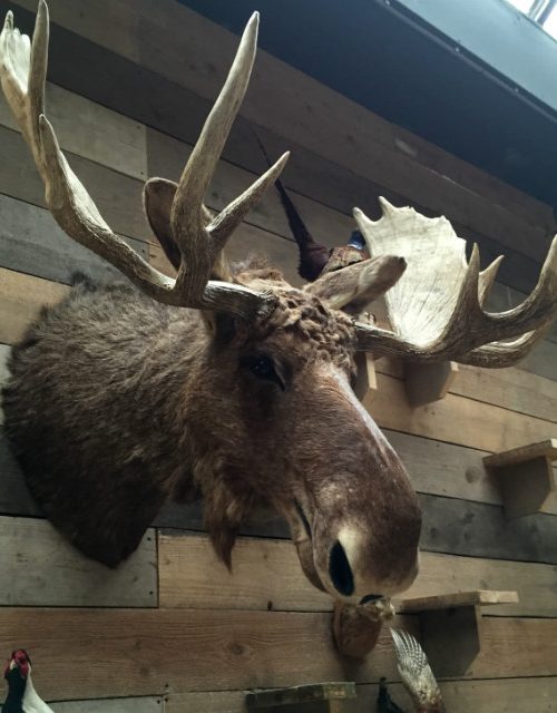 Big stuffed head of a Canadian moose.