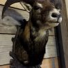 Stuffed head of a young mouflon ram