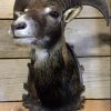 Stuffed head of a young mouflon ram