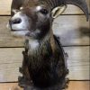 Stuffed head of a racka sheep