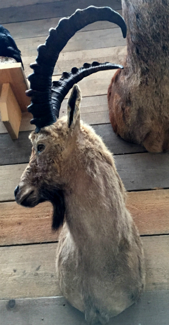 Recently stuffed ibex