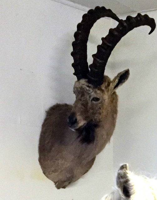 Recently stuffed ibex