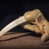 Bijzondere oude walrus schedel
