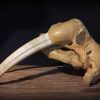 Particular old walrus skull