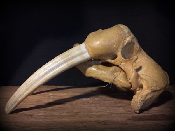 Particular old walrus skull