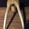 Particular old walrus skull