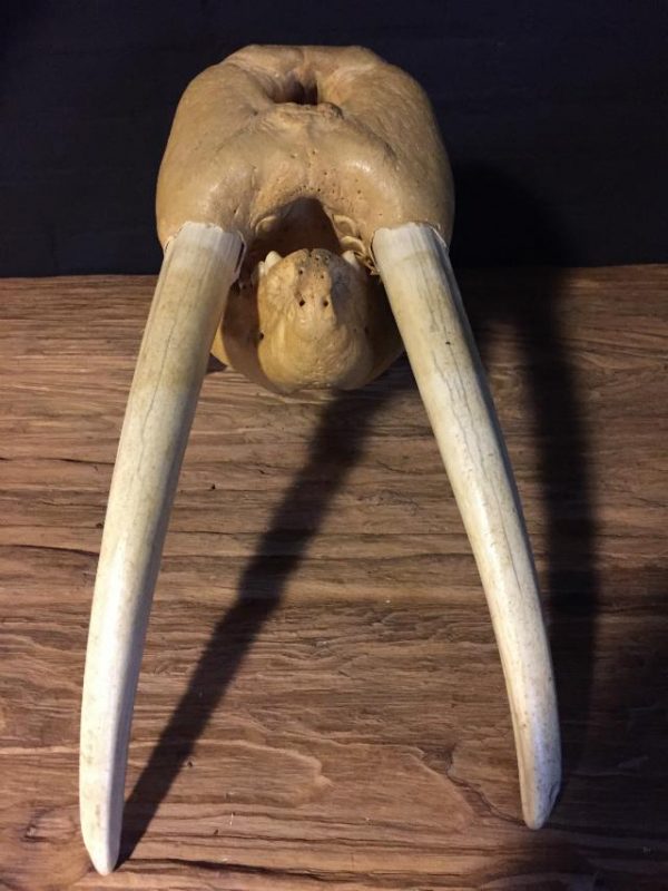 Particular old walrus skull