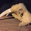 Particular old walrus skull