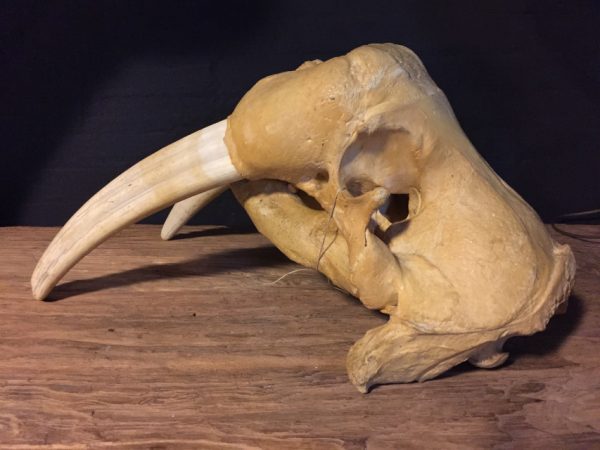 Particular old walrus skull