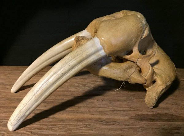 Particular old walrus skull