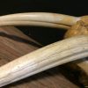 Particular old walrus skull