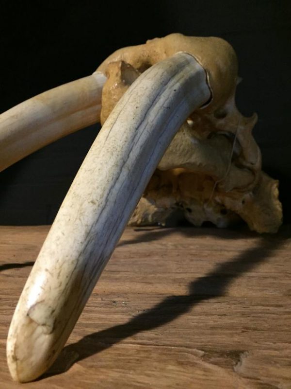 Particular old walrus skull