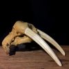 Complete skull of a springbok.