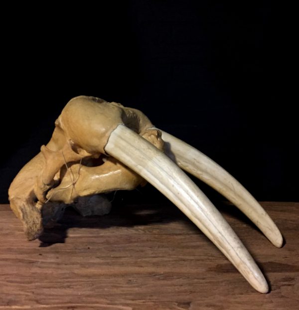 Particular old walrus skull