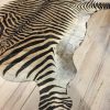 Beautiful new zebra skins