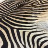 Beautiful new zebra skins.