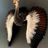 Taxidermy young crane