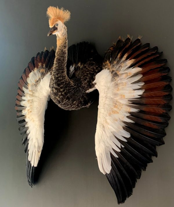 Taxidermy young crane