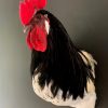 Taxidermy head of a rooster