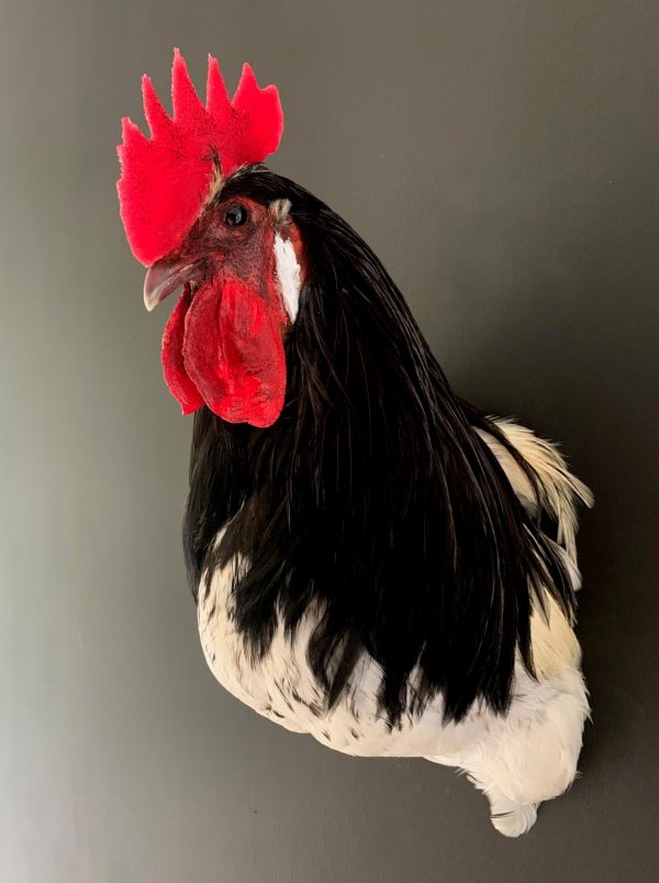 Taxidermy head of a rooster