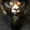 Hunting Trophy of large mouflon ram