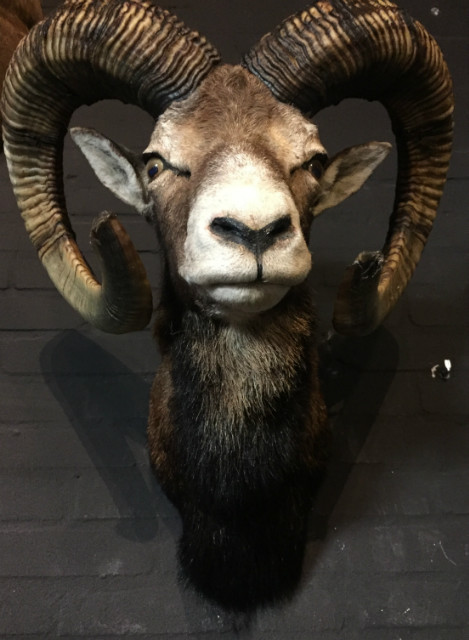 Hunting Trophy of large mouflon ram