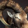 Hunting Trophy of large mouflon ram