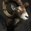 Hunting Trophy of large mouflon ram