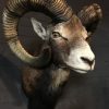 Mouflon hunting trophy