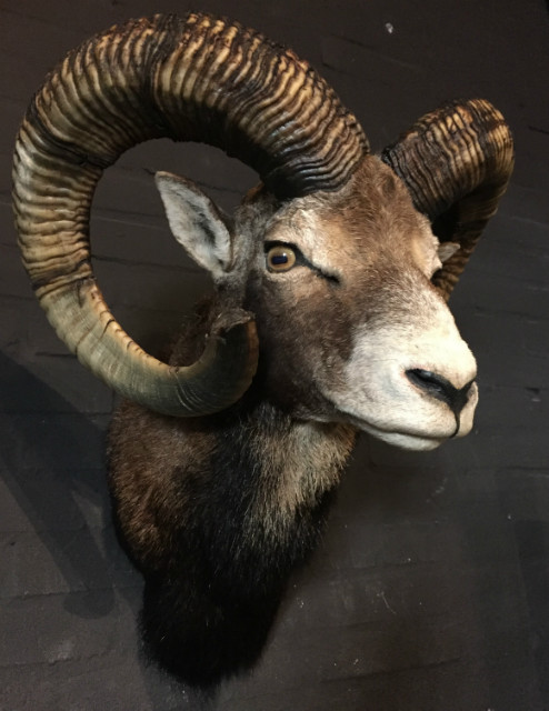 Hunting Trophy of large mouflon ram