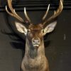 Imposing capital trophy head of red stag