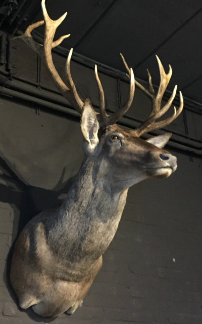 Imposing capital trophy head of red stag