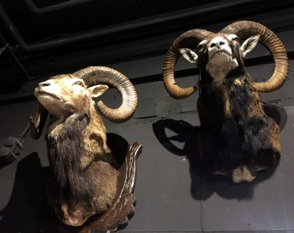 Large collection of stuffed mouflon heads