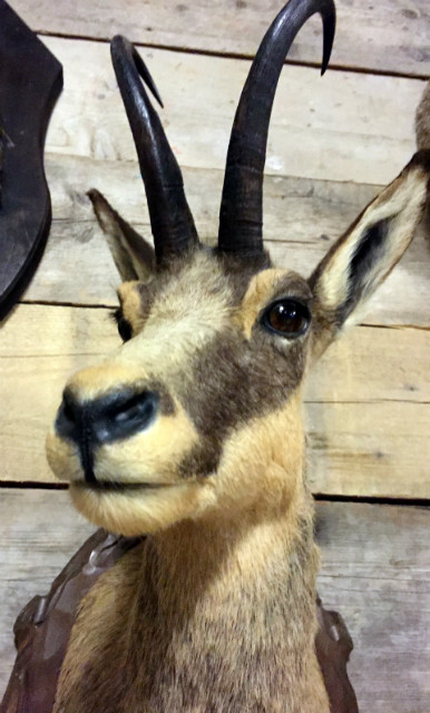 Hunting trophy of a chamois