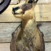 Imposing stuffed head of a capital red deer