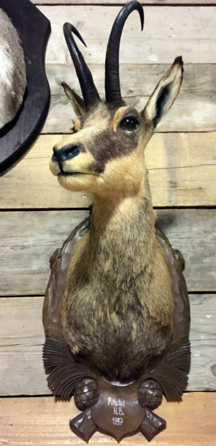 Hunting trophy of a chamois