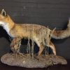 Recently stuffed fox