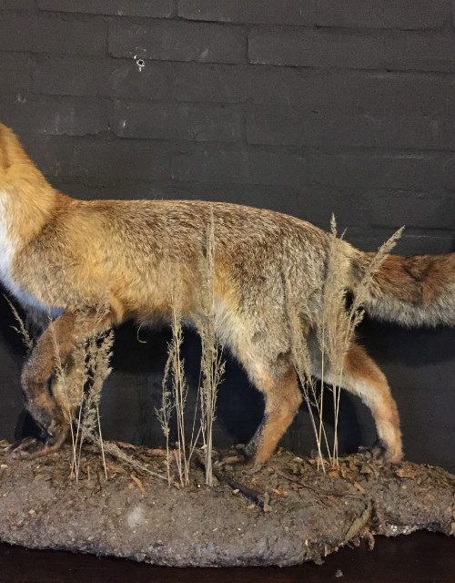 Recently stuffed fox