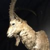 Extremely nice tropy head of an ibex.