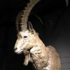 Extremely nice tropy head of an ibex.