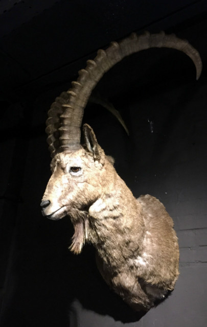 Extremely nice tropy head of an ibex.