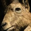 Impressive stuffed head of a Spanish fighting bull.